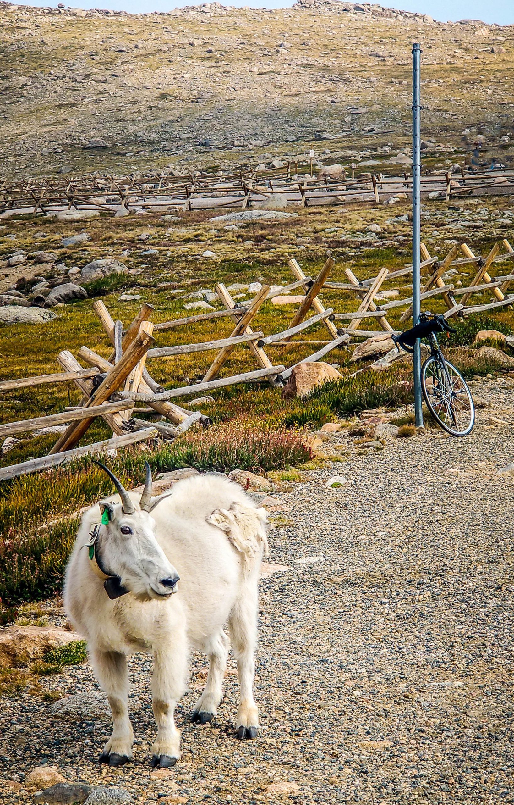 Mountain goat and bicycle on Mt. Evans, Colorado