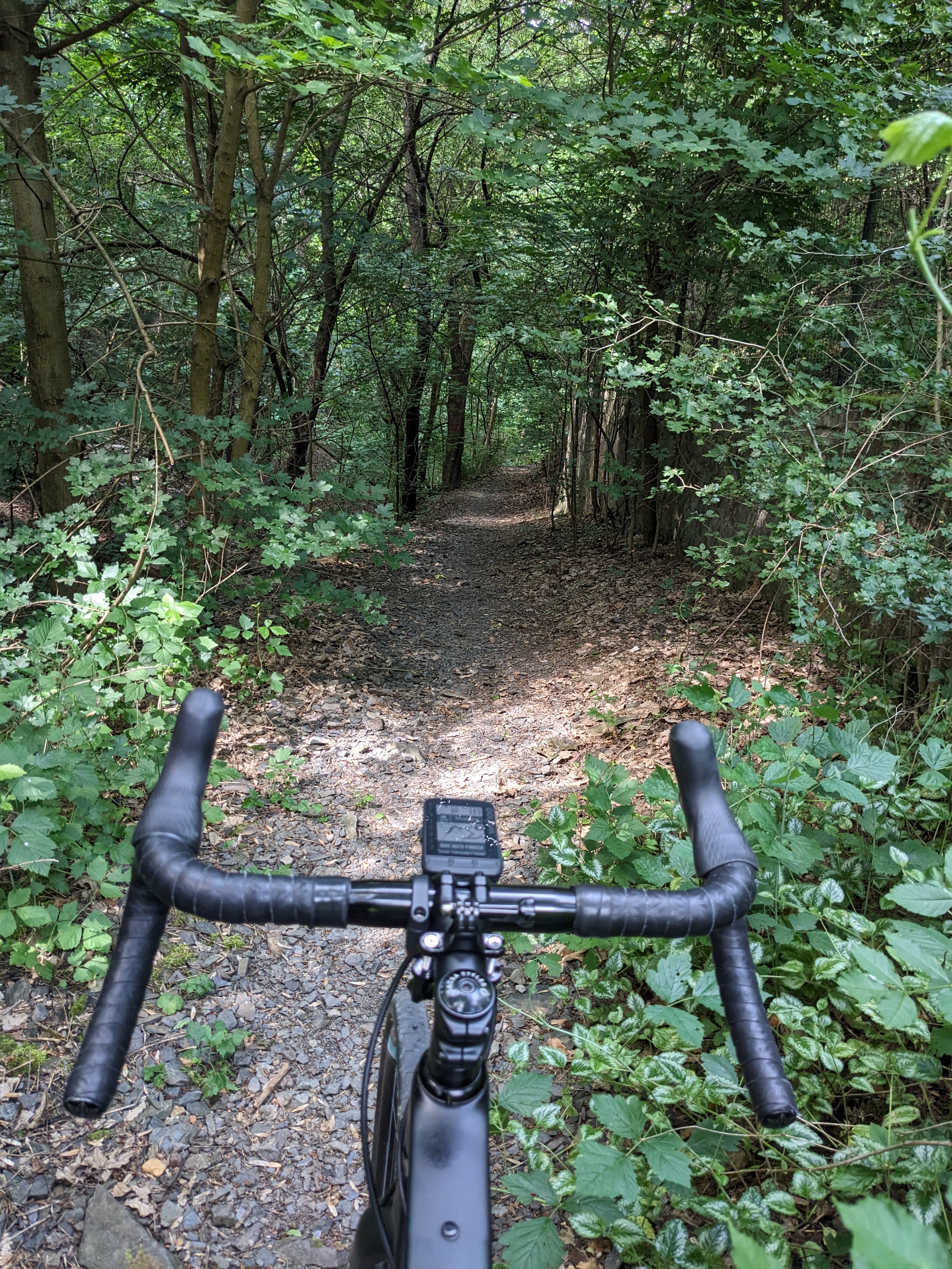 Singletrack in the woods