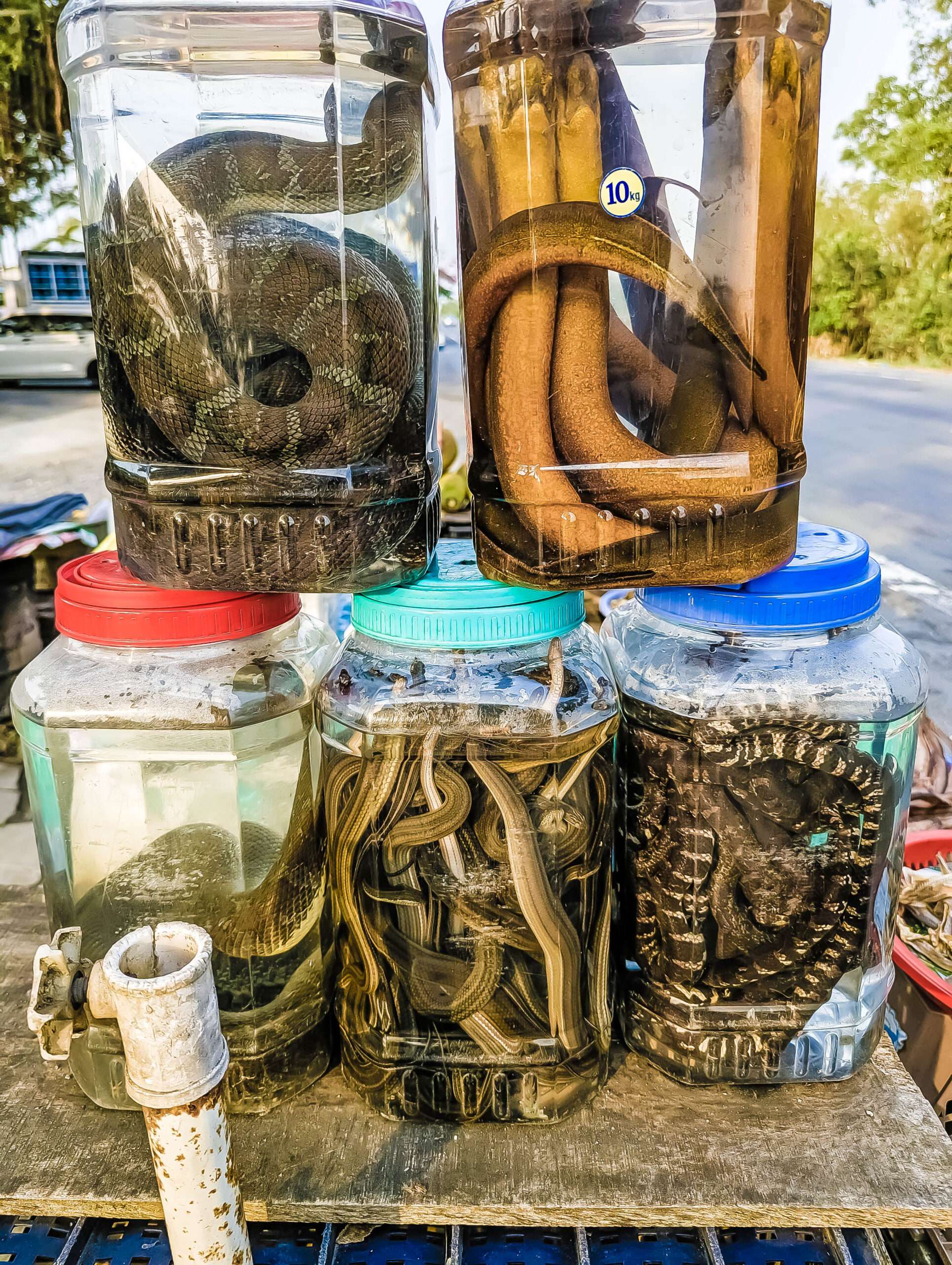 Glass jars with live snakes for sale along a highway in the Mekong River Delta, South Vietnam